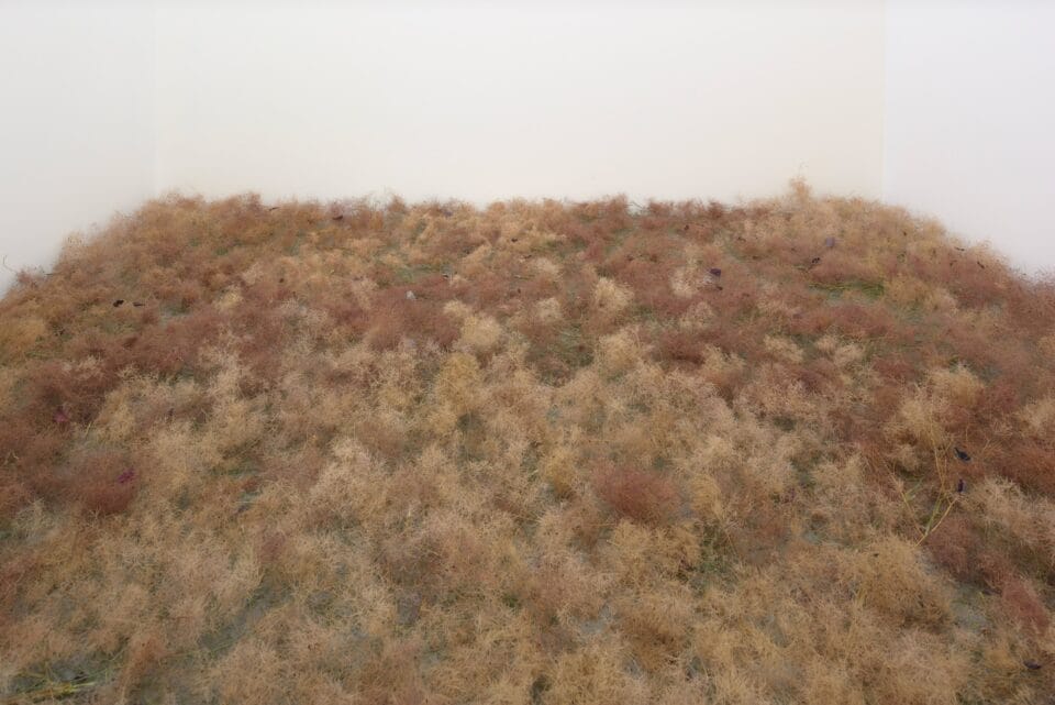 a field of fluffy grasses in a white cube gallery
