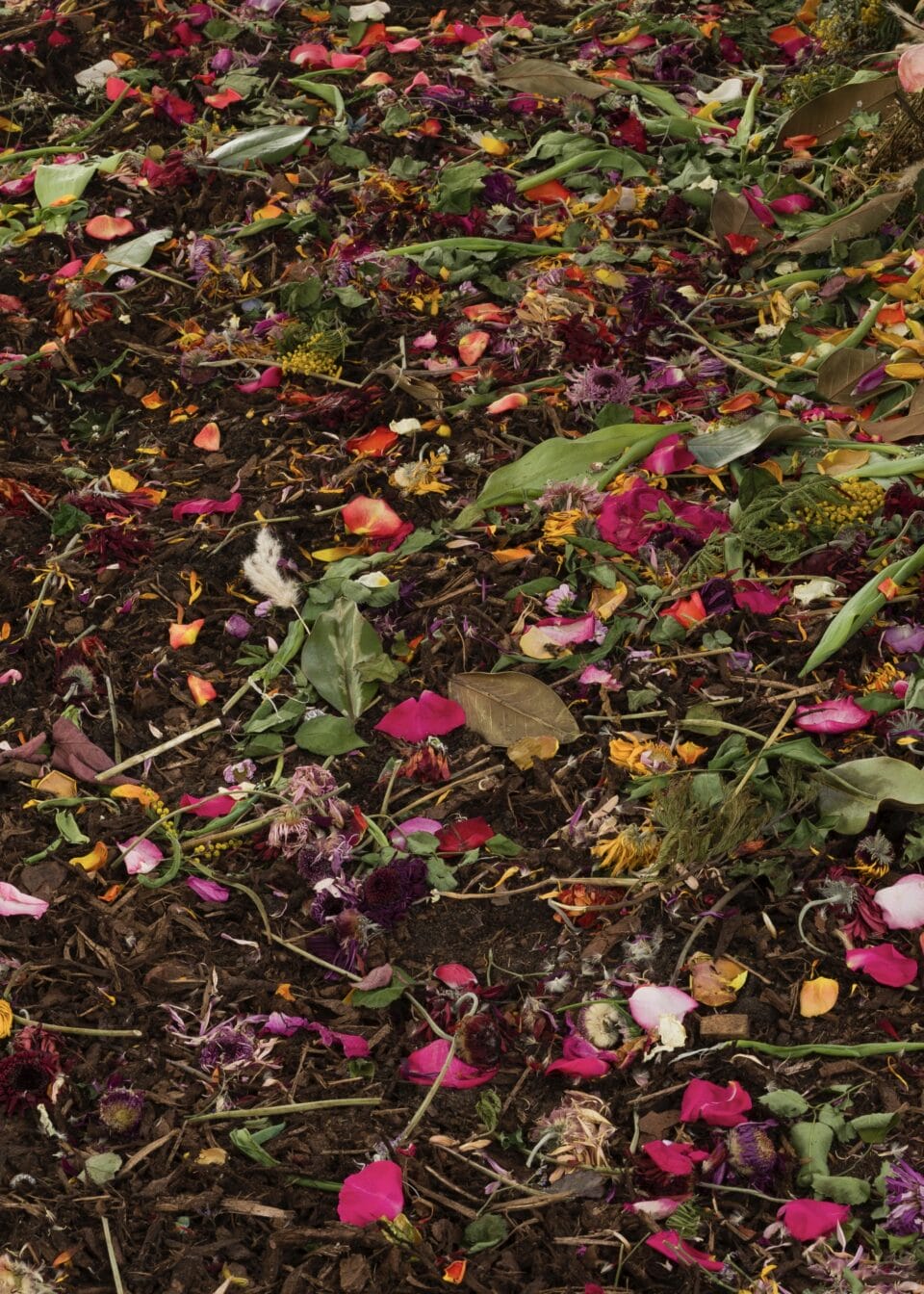 a close up image of a pool of soil and flowers