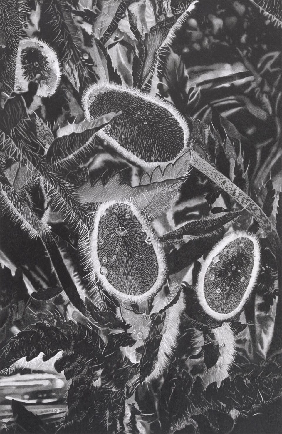 Otherworldly Flowers Emerge from Darkness in Clara Lacy’s Meticulous Graphite Drawings