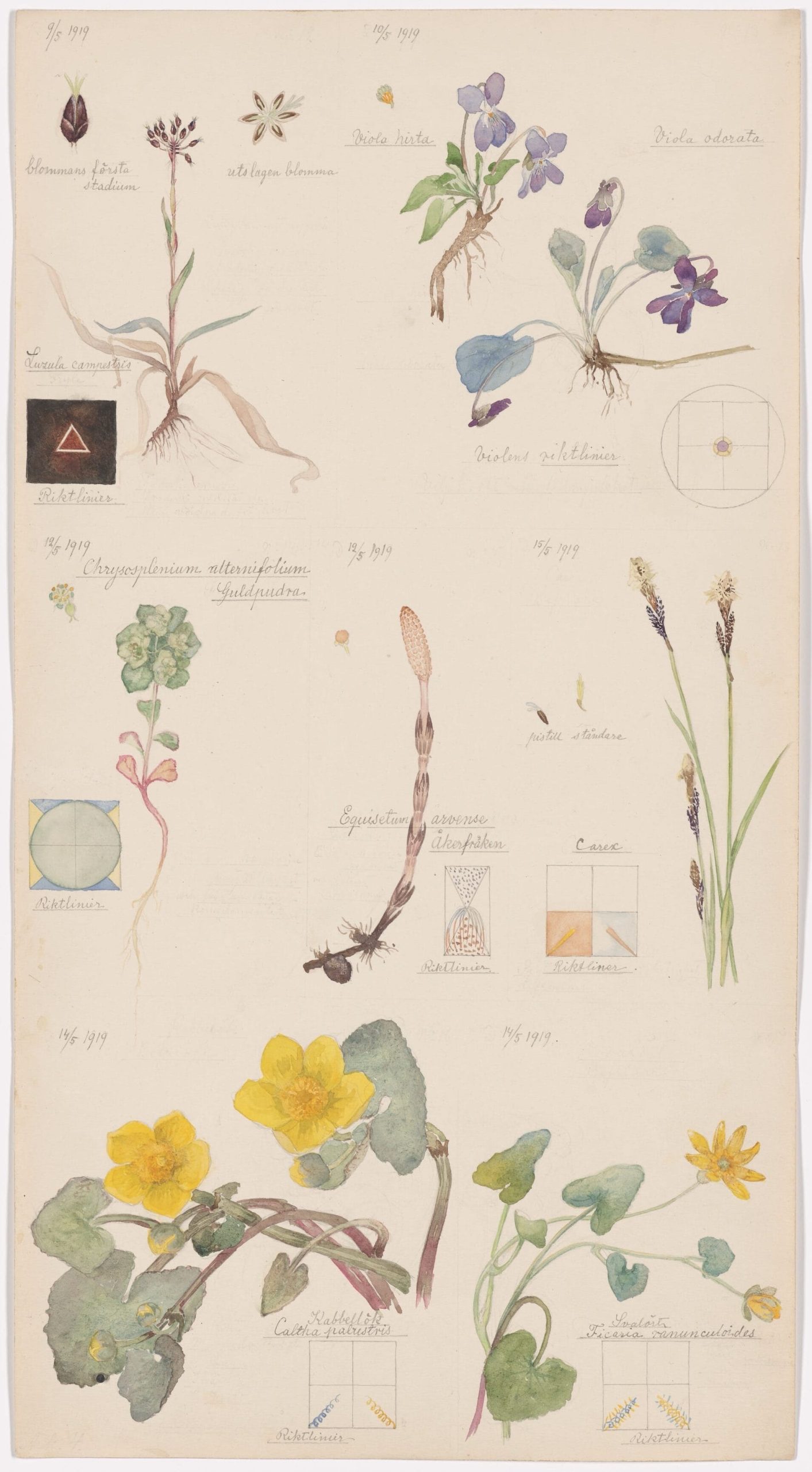 A Unique Portfolio of Hilma af Klint’s Botanical Drawings Communes with Nature’s Spiritual Side