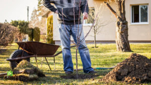 Earth Action: Plan Before You Plant a Tree