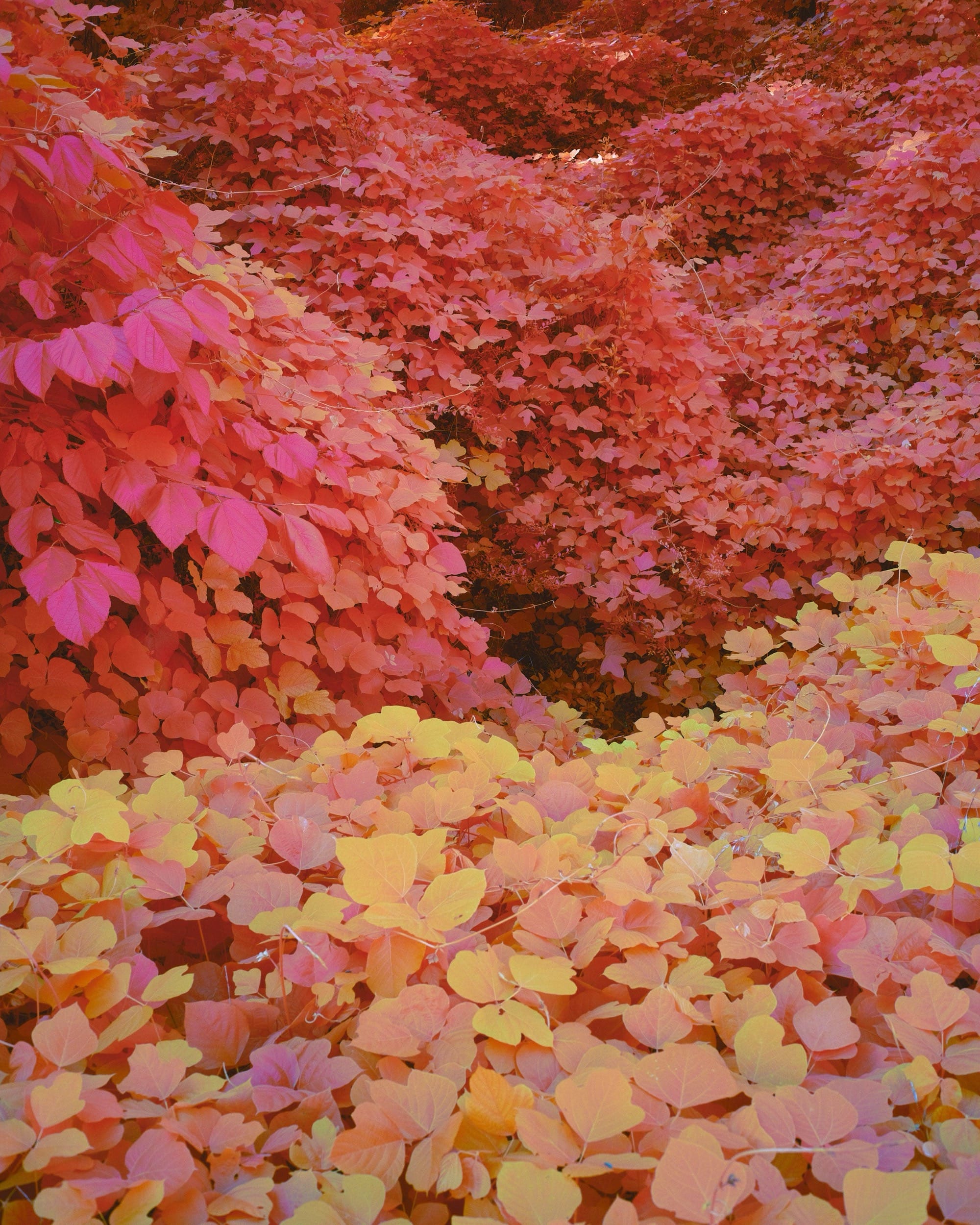 a surreal photograph of kudzu vines rendered in a pinkish-orange hue