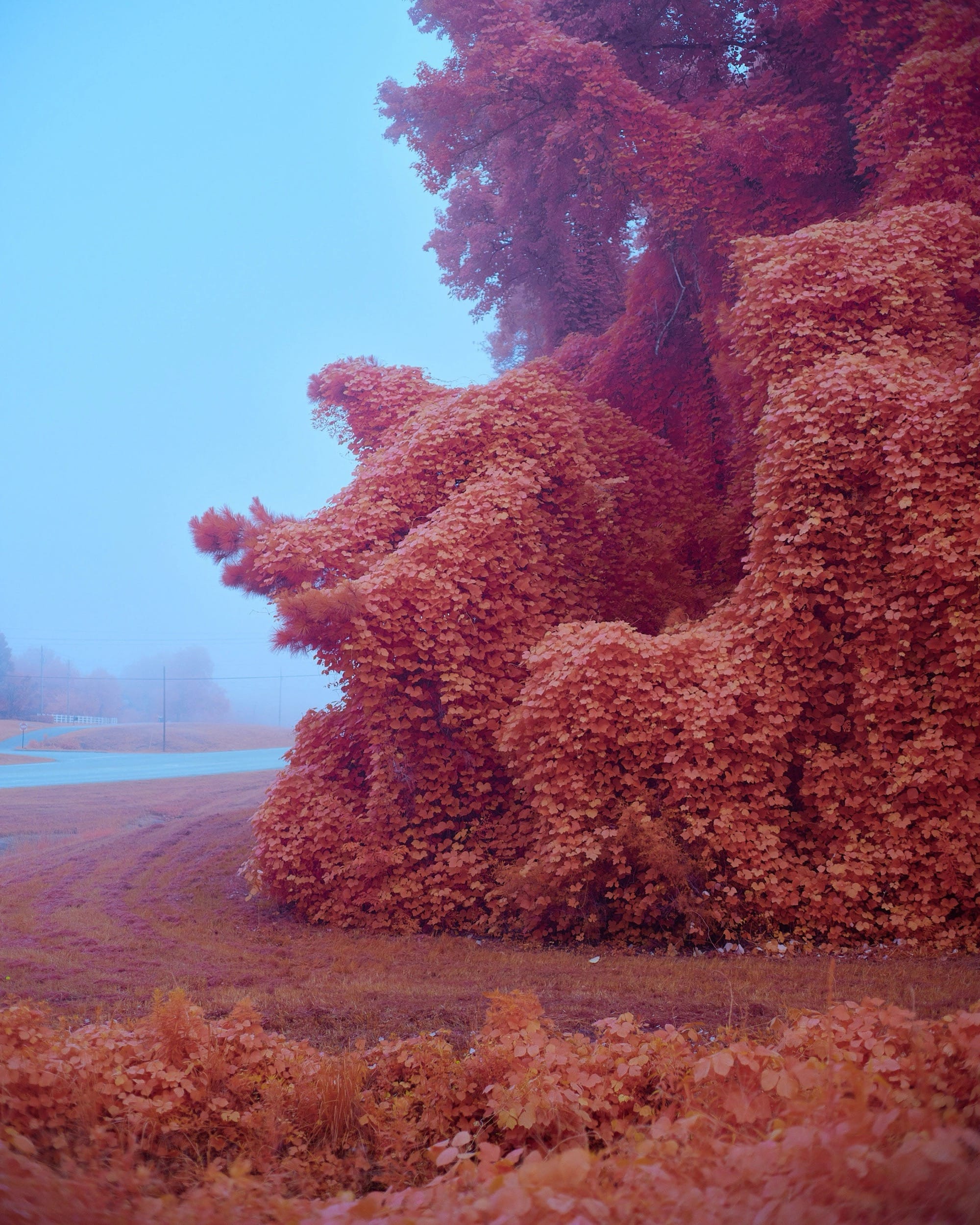 a surreal photograph of kudzu vines rendered in a pinkish-orange hue