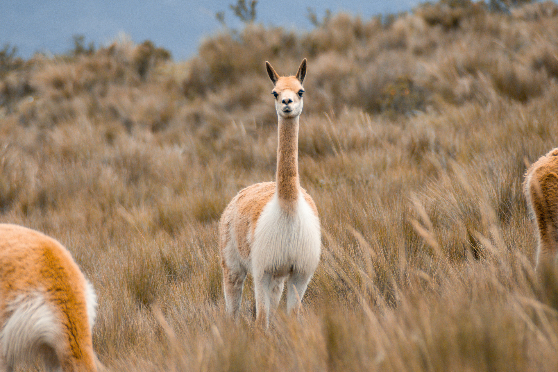 vicuna in patagonia argentine chile