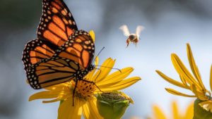 Going Beyond Beekeeping to Protect Pollinators