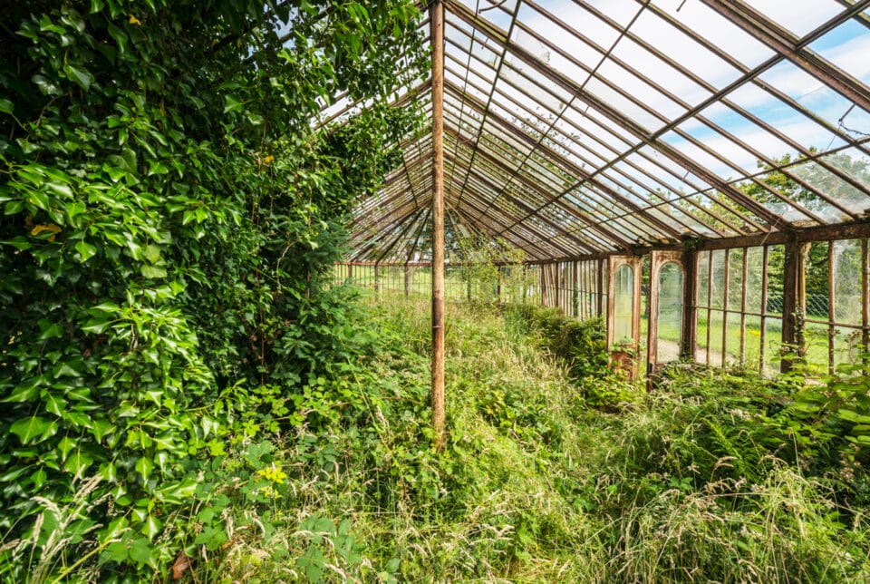 a photograph by Romain Veillon of the interior of an abandoned greenhouse overtaken by dense, rollicking vegetation