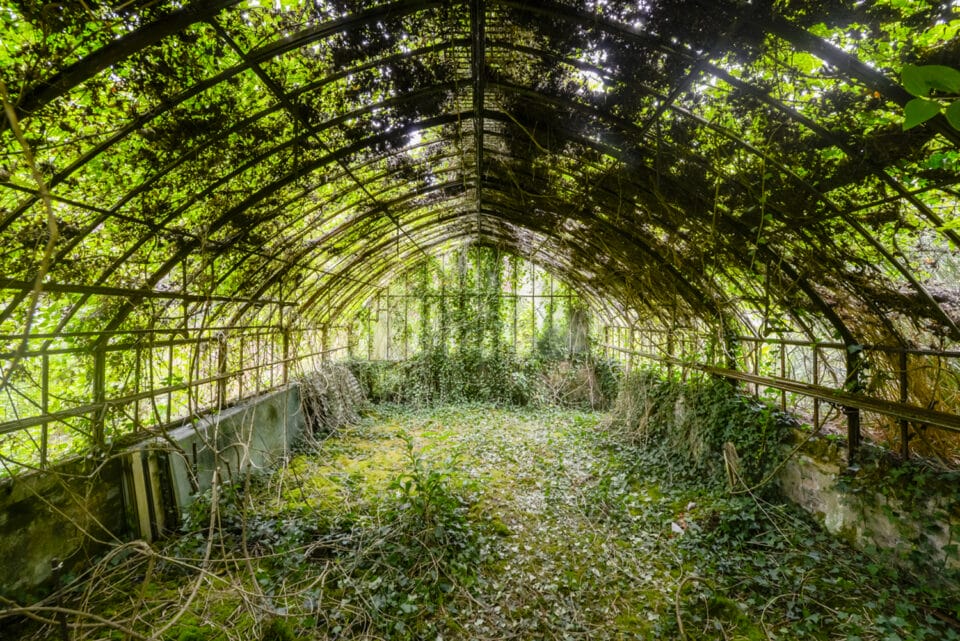 a photograph by Romain Veillon of the interior of an abandoned greenhouse overtaken by dense, rollicking vegetation