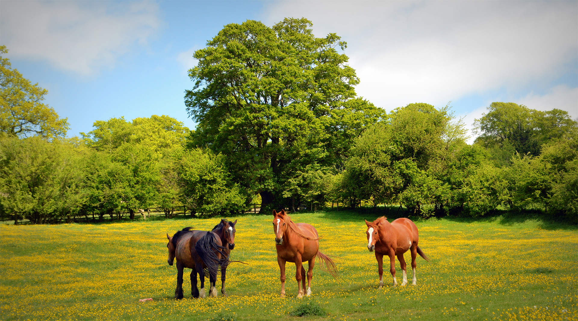 Horses in the English Countryside