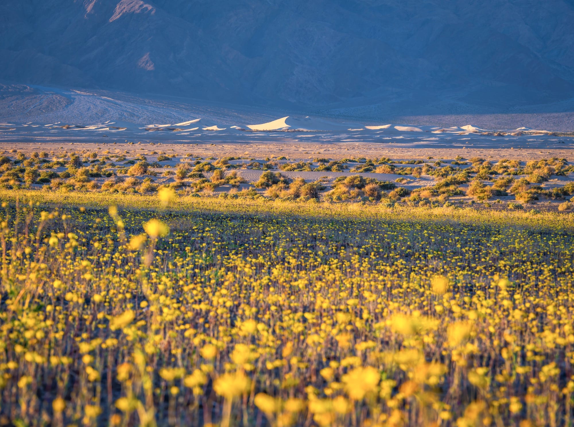 A wildflower superbloom in Death Valley National Park, California