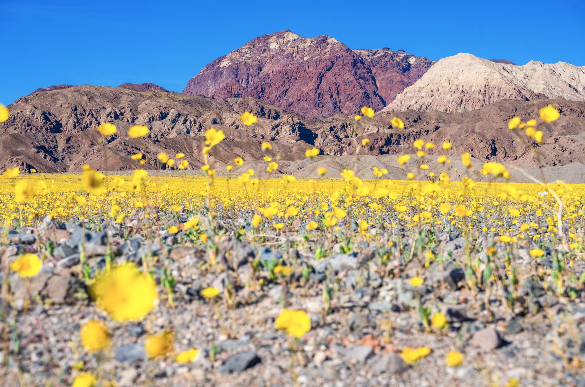 Dr. Elliot McGucken Seizes a Rare Superbloom in Death Valley