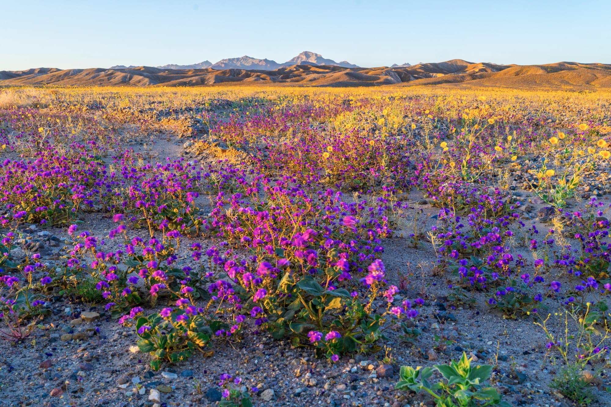 A wildflower superbloom in Death Valley National Park, California