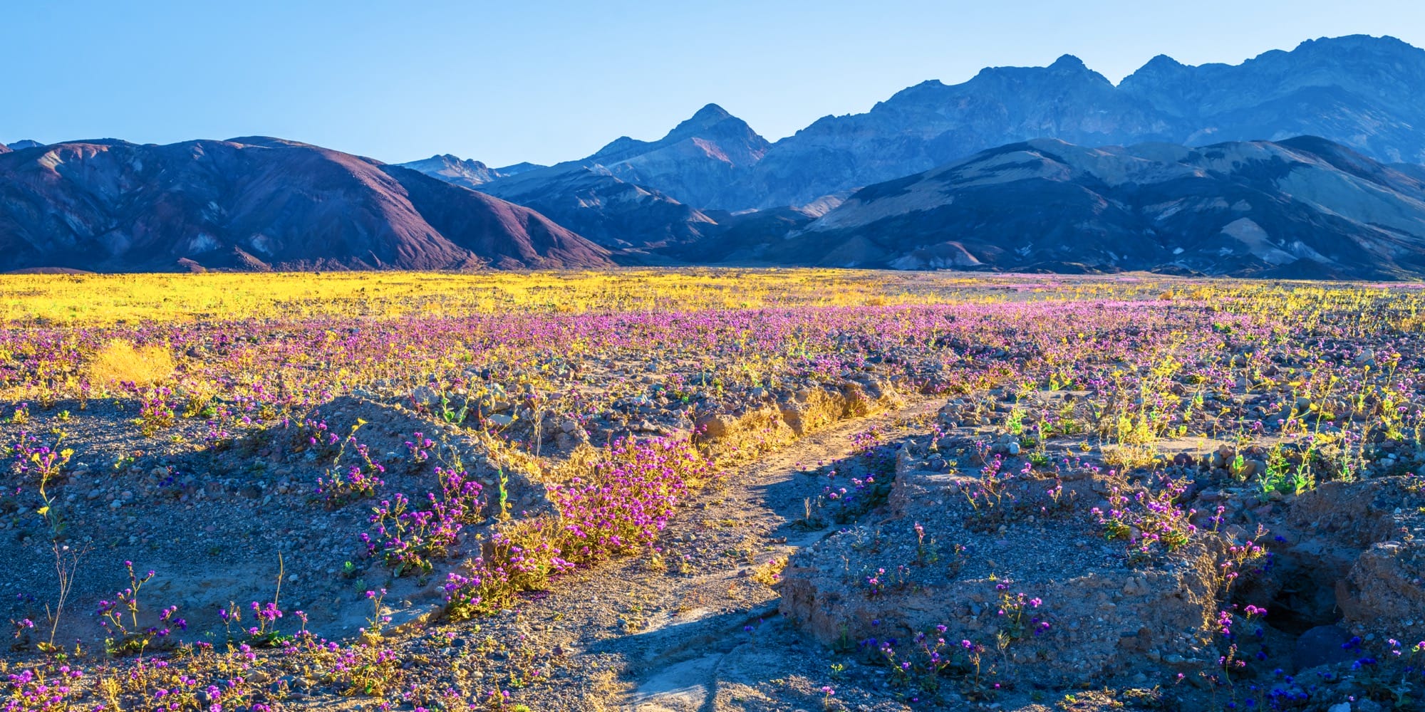 A wildflower superbloom in Death Valley National Park, California