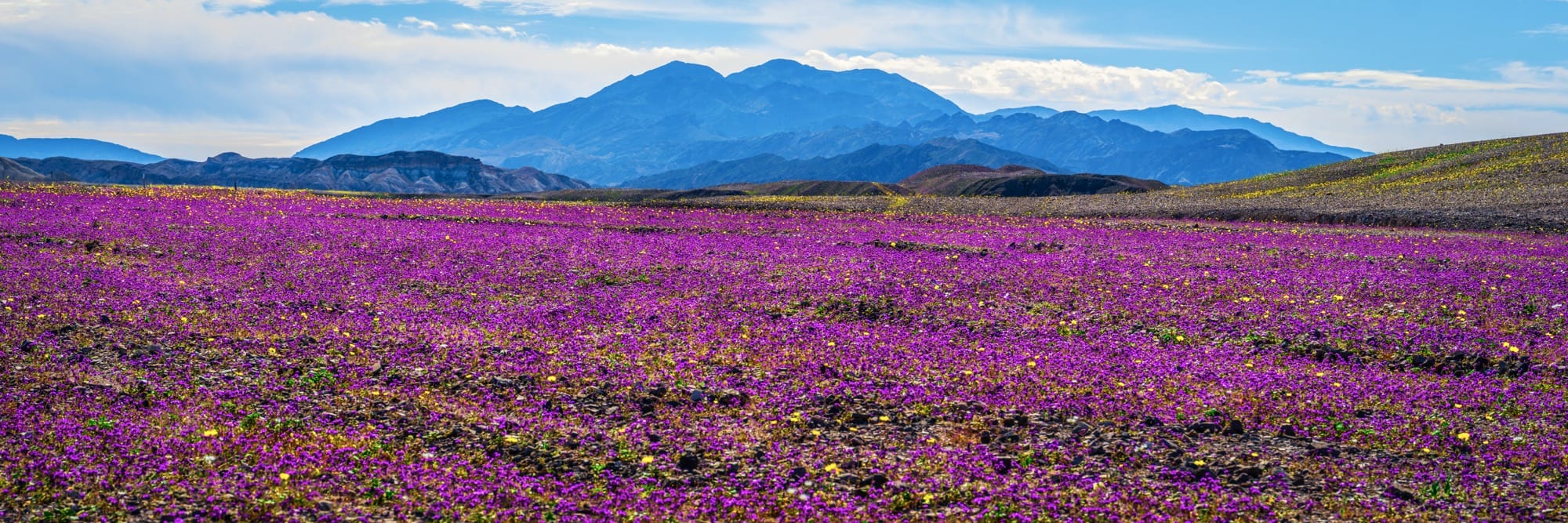 A wildflower superbloom in Death Valley National Park, California