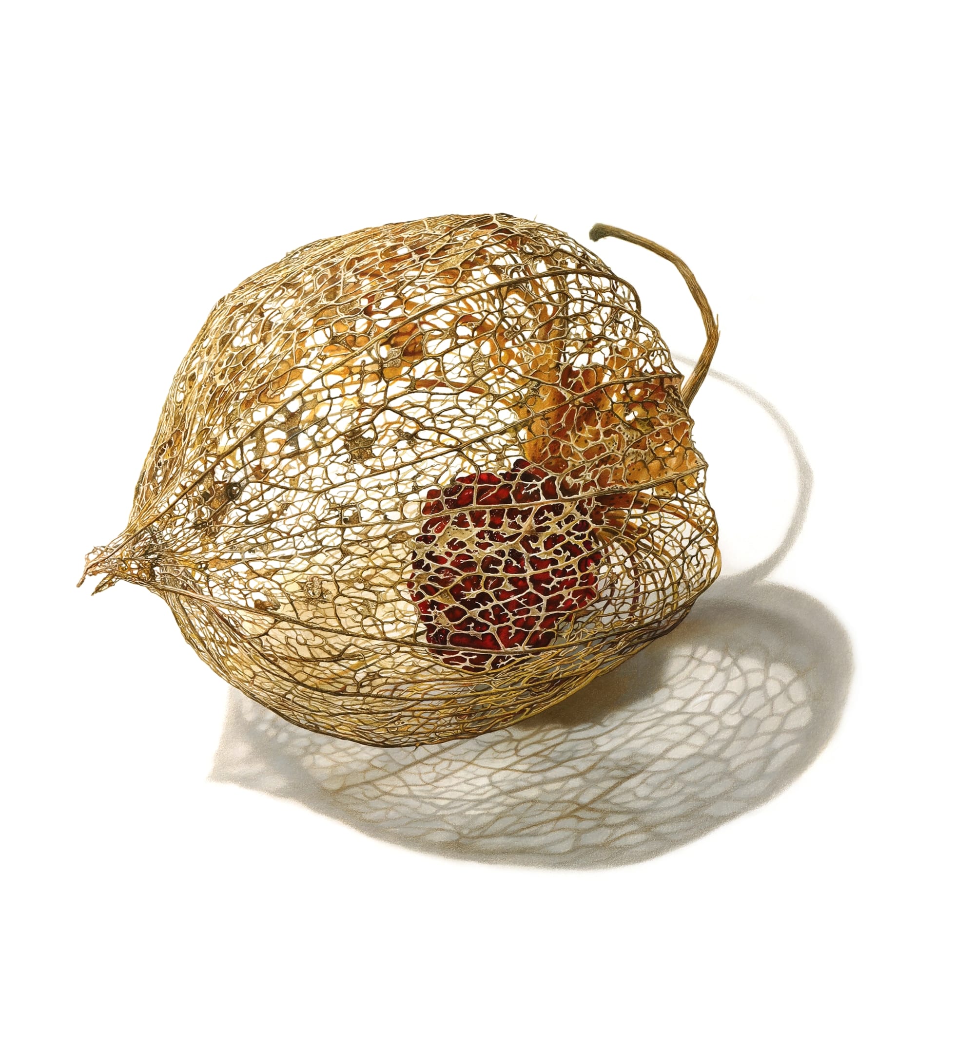 a drawing of a dried seed pod by David Morrison