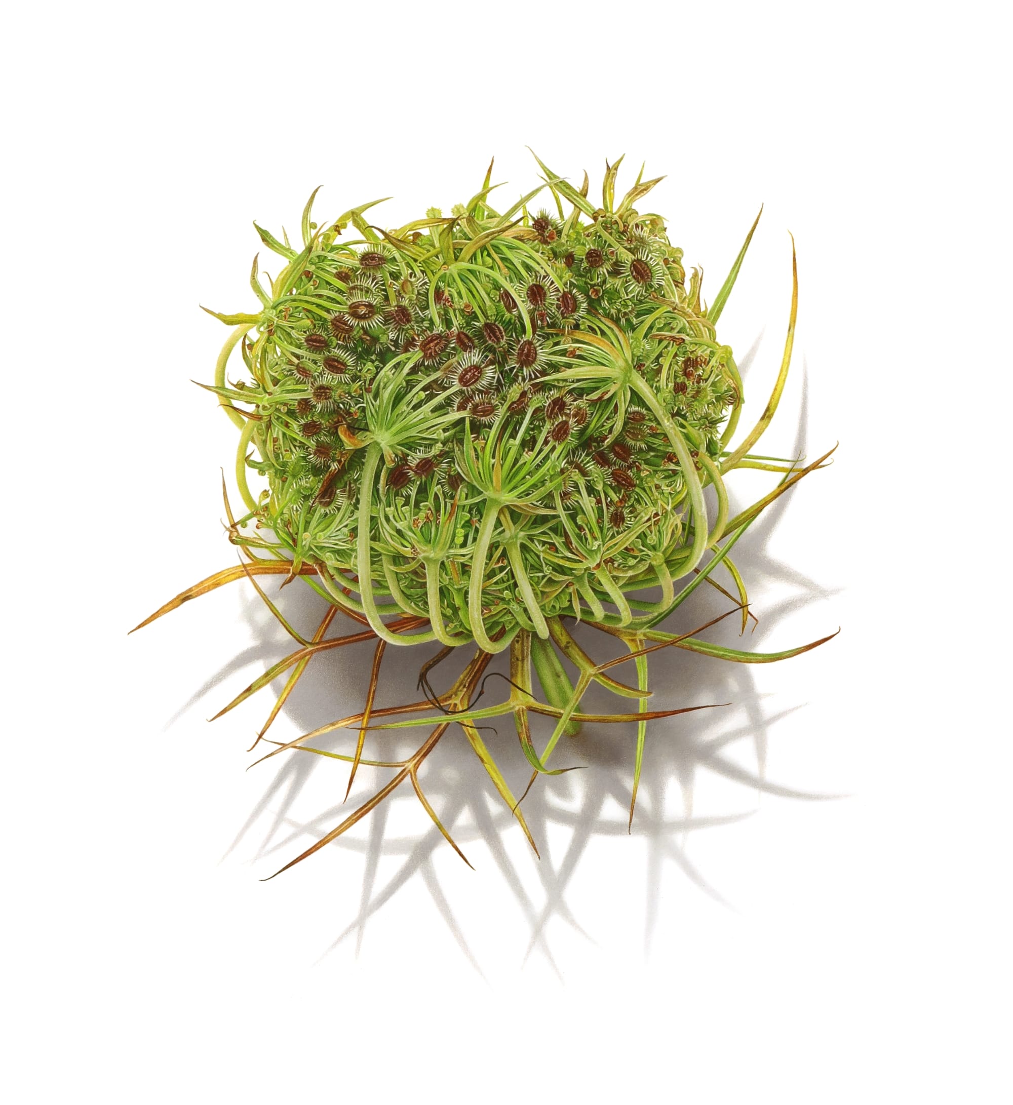 David Morrison’s Alluring Drawings Spring from the Blank Page