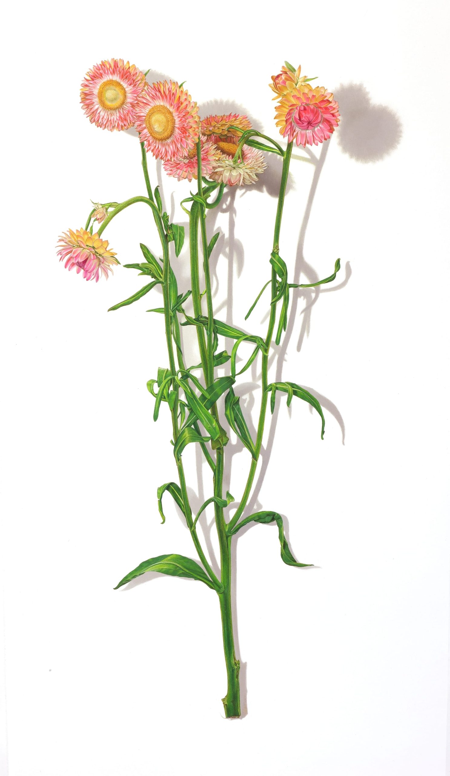 a pink flower with long stems by David Morrison