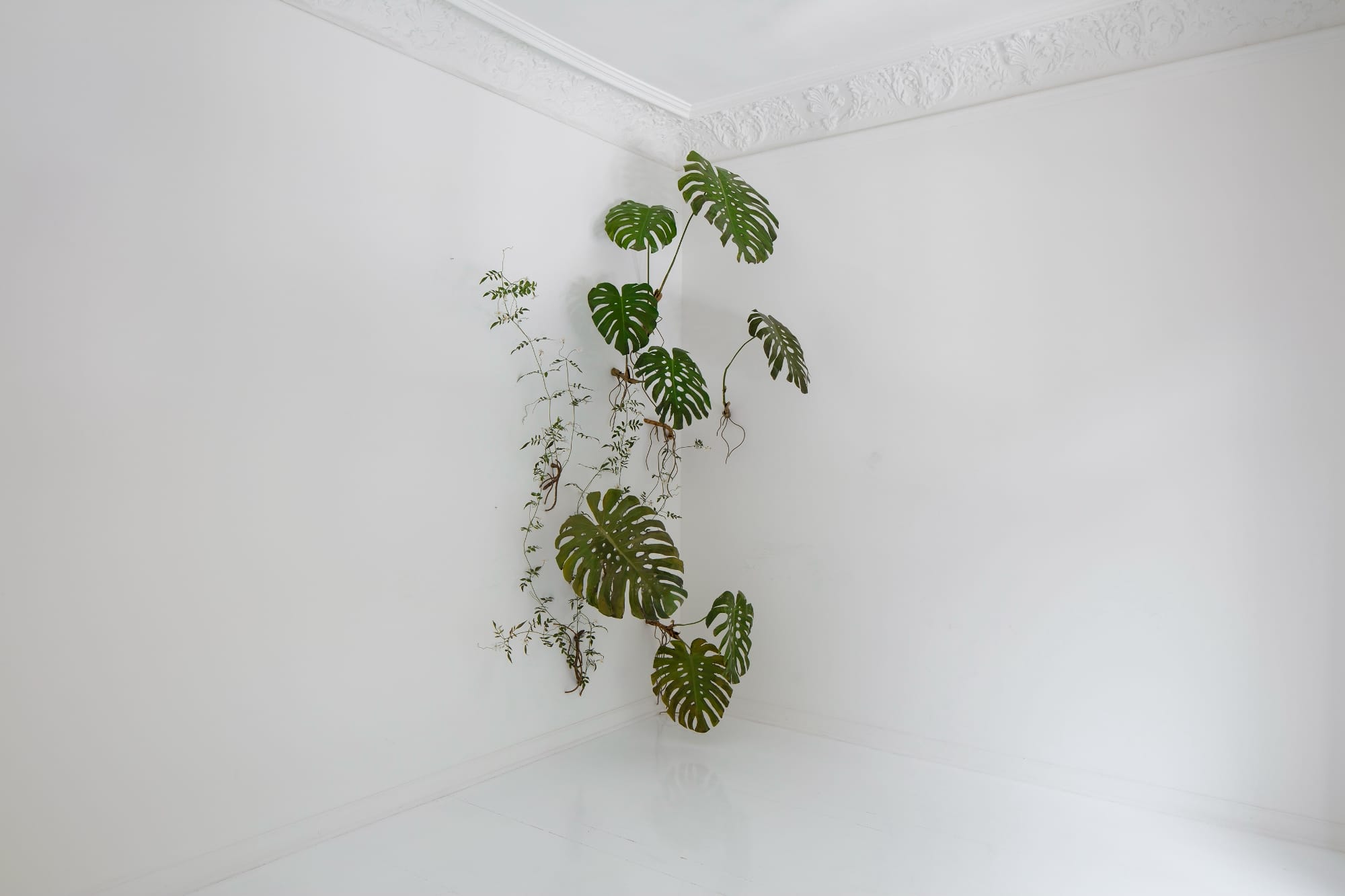 a monstera sculpture by Alvaro Urbano in a white corner