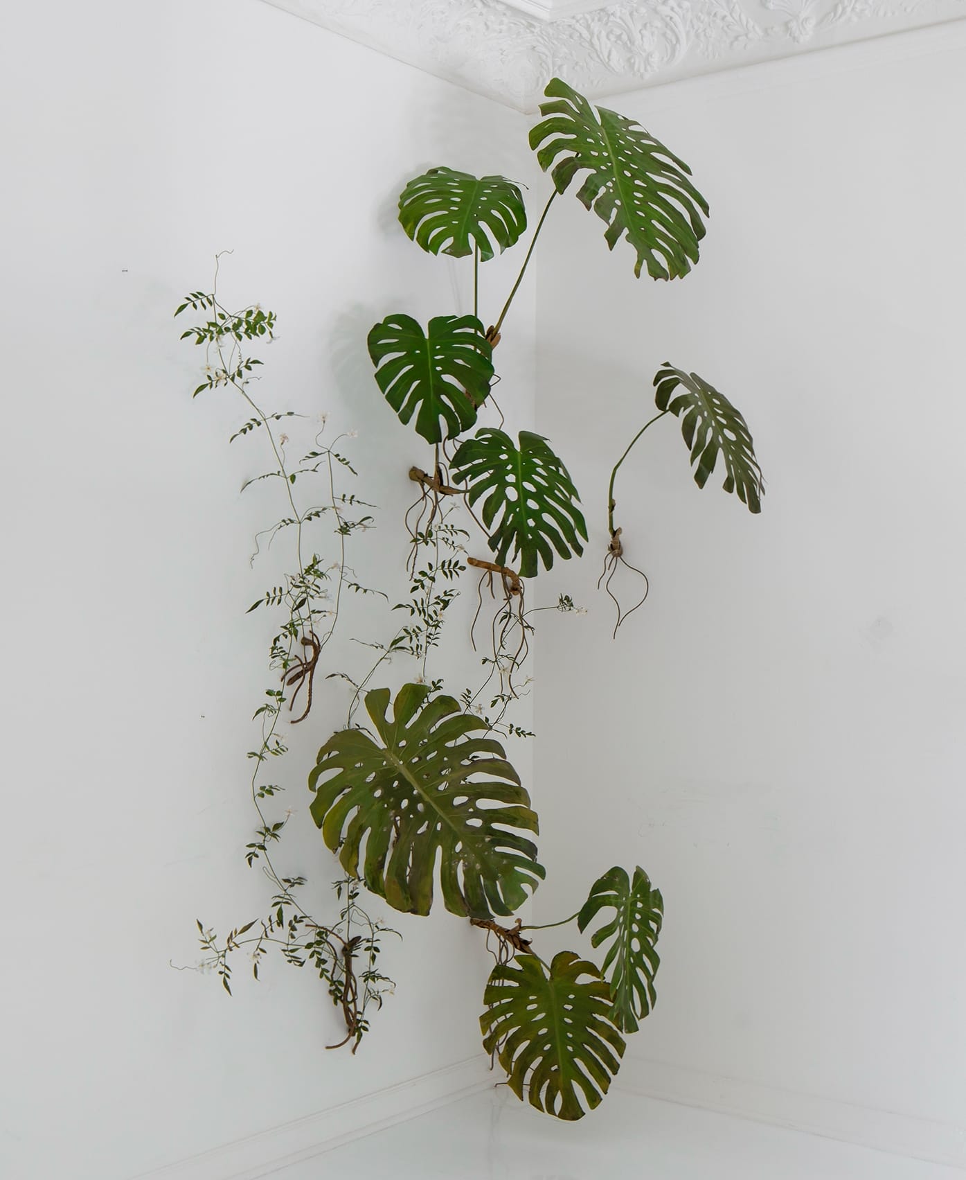 a monstera sculpture by Alvaro Urbano in a white corner